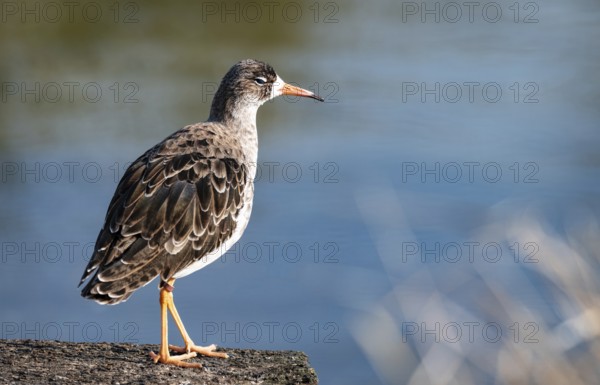 Common Redshank