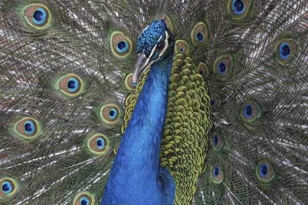 Portrait of an Indian peafowl or the blue peafowl