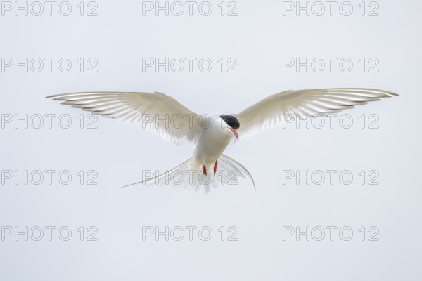 An Arctic Arctic Tern (Sterna paradisaea) with outstretched wings in flight, neutral sky in the background, Eidersperrwerk, Tönning, Schleswig-Holstein, Germany, Europe