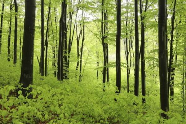 Beech trees in spring forest on a mountain slope in rainy weather, Poland, Europe
