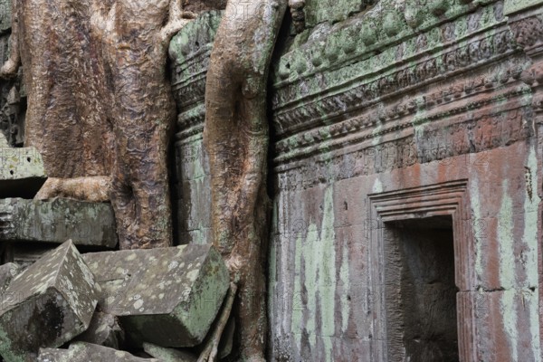The Bohdi tree takes possession of the enchanted temple city, jungle temple, mystical, Ta Prohm, Buddhist temple complex, UNESCO World Heritage Site, Angkor Wat, Siem Reap, Cambodia, Southeast Asia, Asia