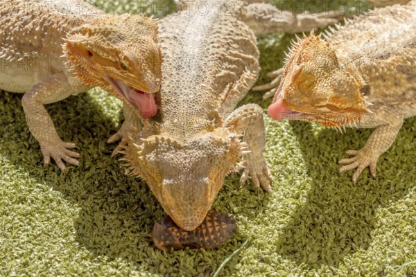 Pogona Vitticept reptiles competing for food, biting each other. Green background
