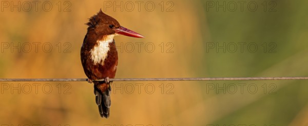 Brown kingfisher, (Halcyon smyrnensis), kingfisher, animals, birds, kingfisher family, Lahavot HaBashan Fish Ponds, Hula Valley, Northern District, Israel, Asia
