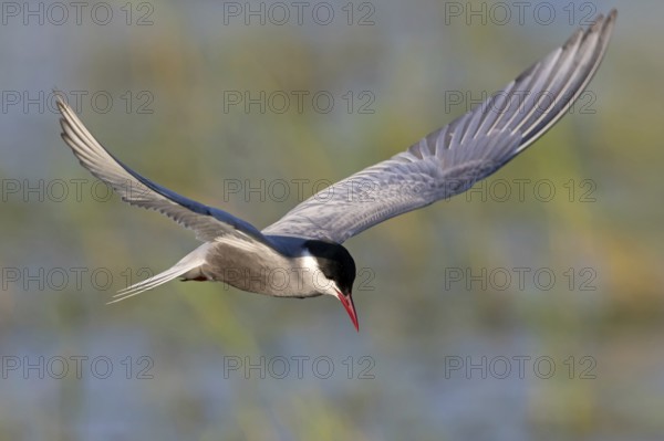 White-bearded Tern, (Chlidonias hybridus, Chlidonias hybrida, family of terns, flight, biotope, habitat, foraging, prey, dive, hunting fish, Lake Neusiedl, Illmitz, Burgenland, Austria, Europe