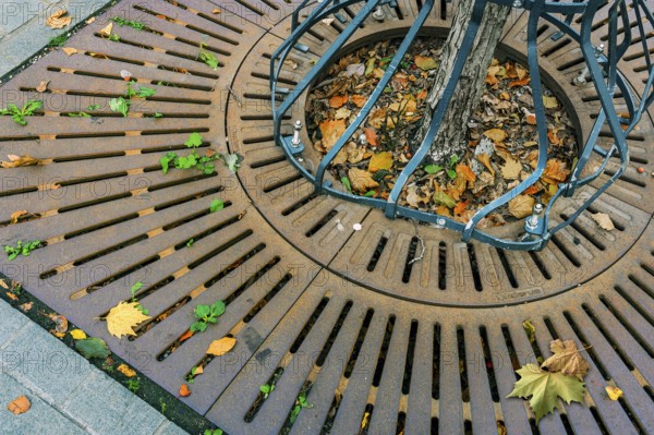 Iron tree guard with autumn leaves, Kempten, Allgäu, Swabia, Bavaria, Germany, Europe