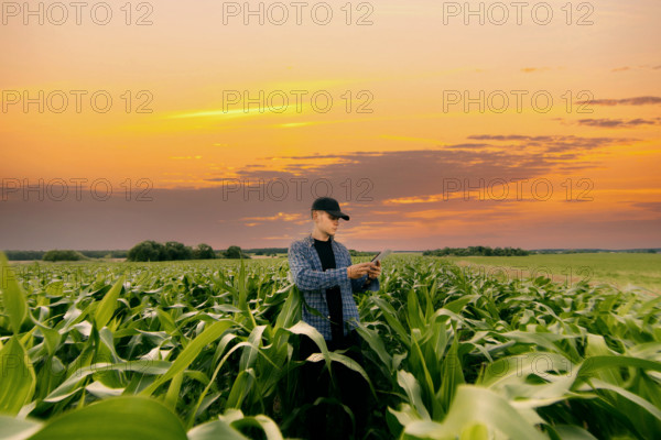 Person interacting with a mobile device in a cornfield during a vibrant sunset