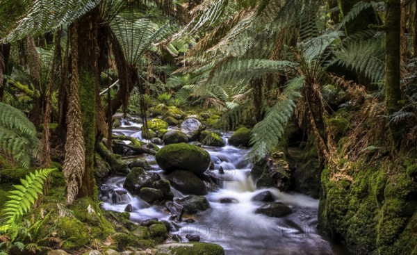 A stream in the Tasmanian jungle with fern trees