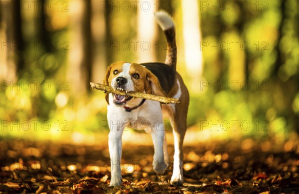 The beagle dog in sunny autumn forest. Hound with a stick in woods. Hound concept