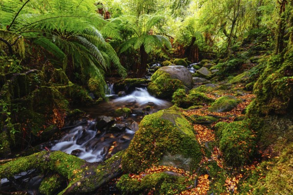The stunning public Rainforest Gallery on the slopes of Mt Donna Buang near Warburton Victoria, Australia, Oceania