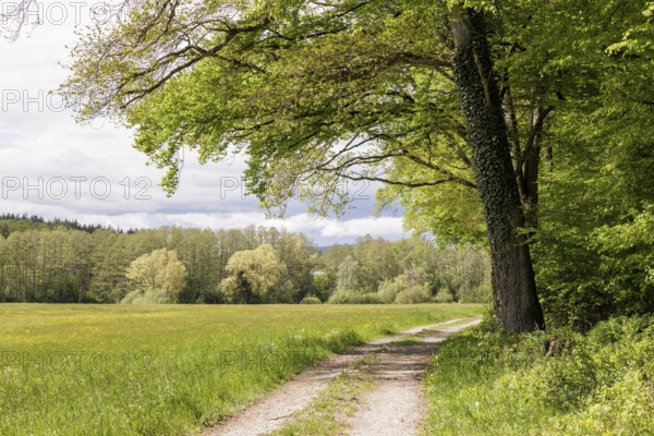 A forest path leads along a large meadow through a row of trees, Allensbach, Lake Constance, Baden-Württemberg, Germany, Europe