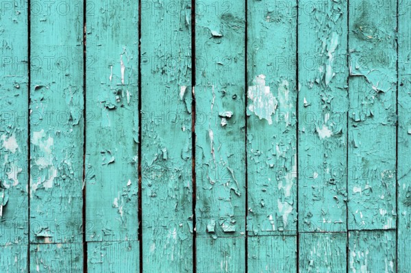 Old boards with cracked cyan paint. Textured wooden old background with vertical lines. Cyan wooden planks for your design. Green-blue many times painted old wall with lagged fragments of paint lagging behind the surface