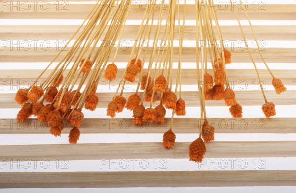 Bunch of dried flower placed on wooden background