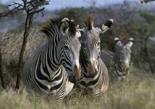 GREVY'S ZEBRA (Equus grevyi), SAMBURU PARK, KENYA