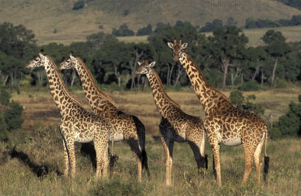 Masai Giraffe (giraffa camelopardalis tippelskirchi), Herd in Savanna, Kenya, Africa