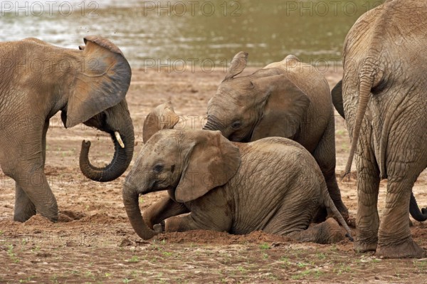 African Elephant (loxodonta africana), Calf having Dust Bath, Masai Mara Park in Kenya