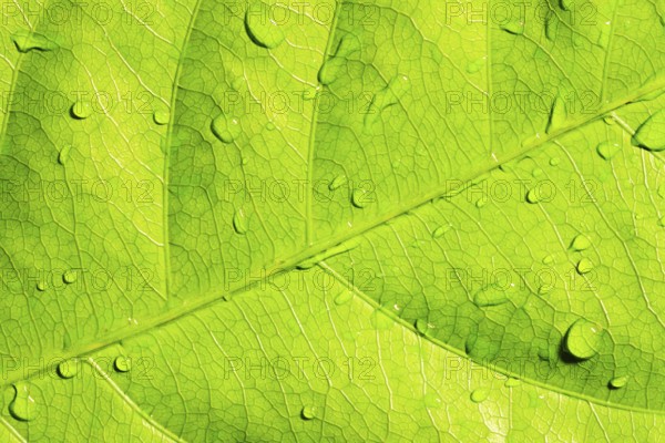 Green leaf with water drops, closeup, macro