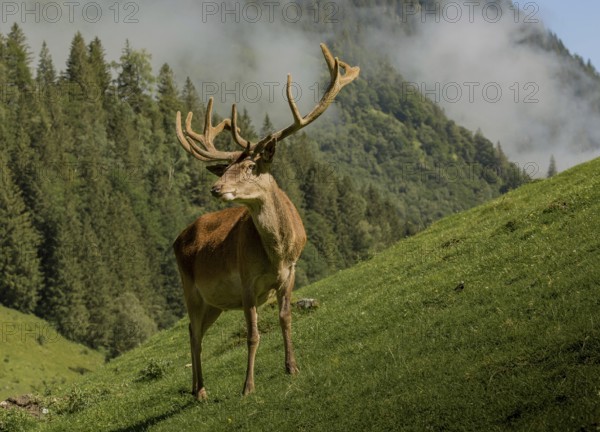 Male red deer in autumn in the rut