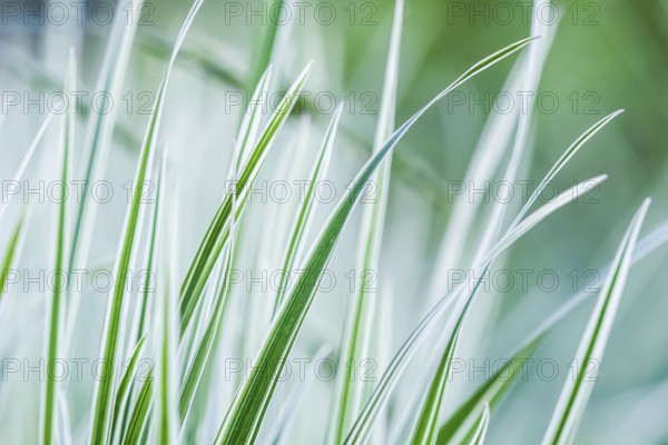 Decorative green and white striped grass. Arrhenatherum elatius bulbosum variegatum. Soft focus. Natural background