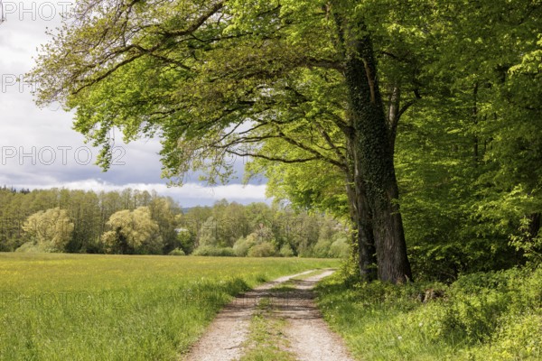 A forest path leads through a row of trees along a large meadow, Allensbach, Lake Constance, Baden-Württemberg, Germany, Europe
