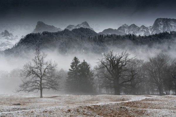 winter forest and mountain landscape in bad weather with fog and rime on the ground in the Maienfeld region of Switzerland