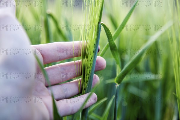 Farmer hand touching wheat fresh green wheat ears. Cornfield in spring