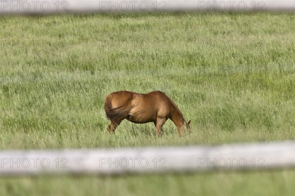 Horse in Pasture in Saskatchewan Canada fence