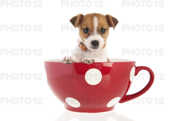 Six weeks old Jack Russel puppy dog in red dotted big coffee cup isolated over white background