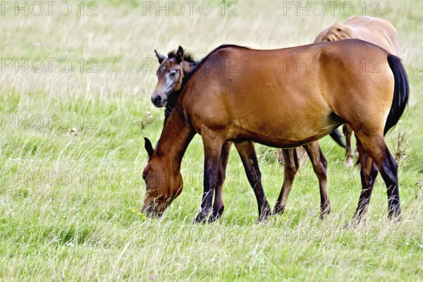 Grazing bay horse and piebald foal on a background of green grass