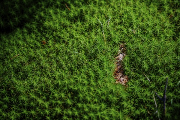 Green moss covers the earth's surface, captured in detail, Hirschenstein, Lower Bavaria