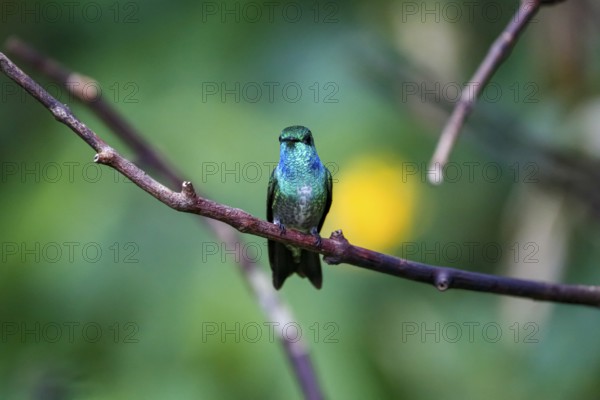 Close-up of a Versicolored emerald perched on a branch against defocused green background, Folha Seca, Brazil, South America