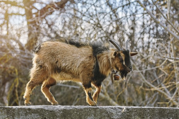 Goat Walking by the Parapet Wall Devnja, Bulgaria, Europe