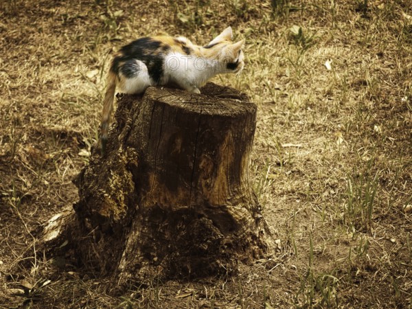 Little kitten on the old stub