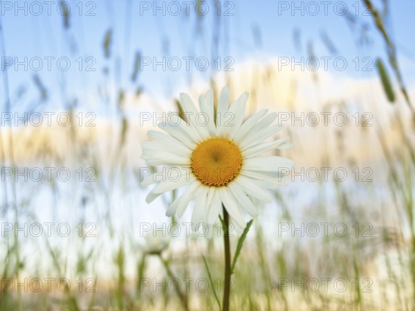 Single daisy flower at sunset