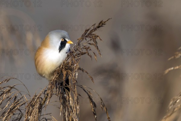 Bearded reedling (Panurus biarmicus), Songbird, Titmouse, Federsee lake, Baden-Württemberg, Federal Republic of Germany