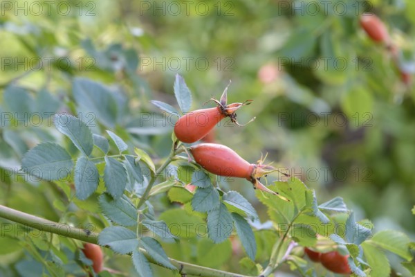 Vitamin Rose (Rosa 'PiRo 3'), EGA Park, Erfurt, Thuringia, Germany, Europe
