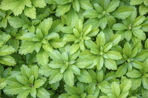 Japanese pachysandra (Pachysandra terminalis), Palmengarten Frankfurt, Frankfurt/Main, Hesse, Germany, Europe