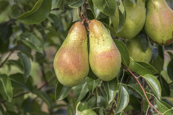 Pear (Pyrus communis SAXONIA® 'Armida'), Bundessortenamt Prüfstelle Wurz, Germany, Europe