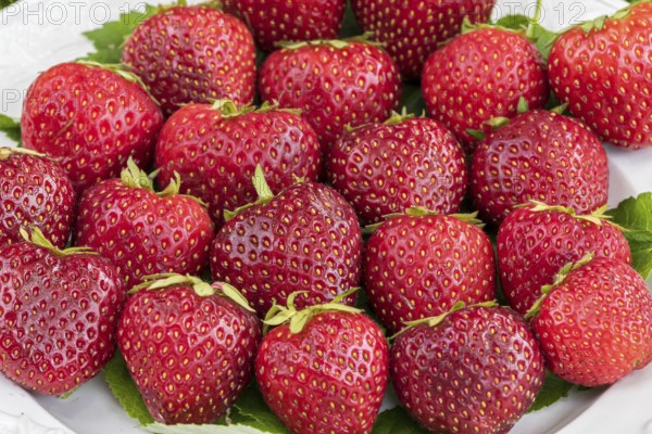 Red-fleshed strawberry, Germany, Europe