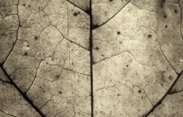 Monochrome sepia macro close up of an autumn leaf showing cells and veins