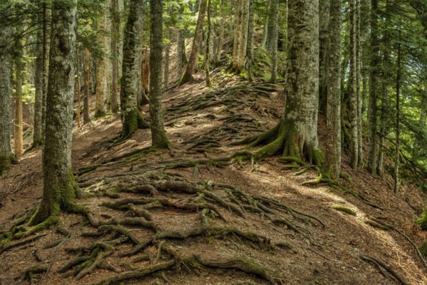 Twisted exposed gnarled roots of trees growing on a slope of a hill in mountain forest