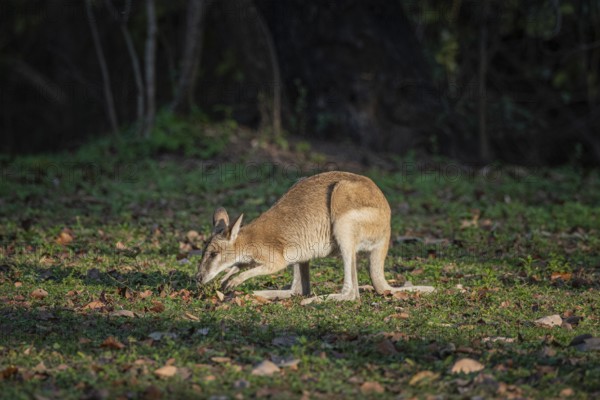 Agile Wallaby (Notamacropus agilis), Mary River National Park, Northern Territory, Australia, Oceania