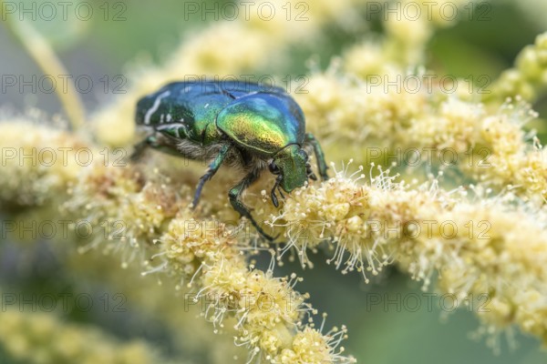 Golden cetonia (Cetonia aurata) on a chestnut flower. Bas Rhin, Alsace, France, Europe