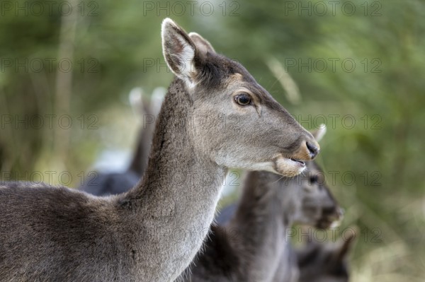 Fallow deer, female fallow deer (Dama dama), Landsberg am Lech Wildlife Park, Upper Bavaria, Bavaria, Germany, Europe