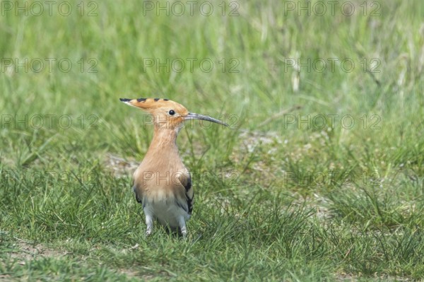 Hoopoe, Common Hoopoe (Upupa epops) Eurasian Hoopoe