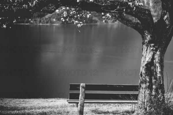 Black and white image with a wooden bench under a flourishing tree, on the high shore of the lake Walensee in the Swiss Alps. Picture taken near the village Unterterzen, Switzerland, Europe