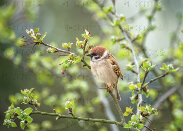 Closeup of a sparrow sitting on the branch of a tree
