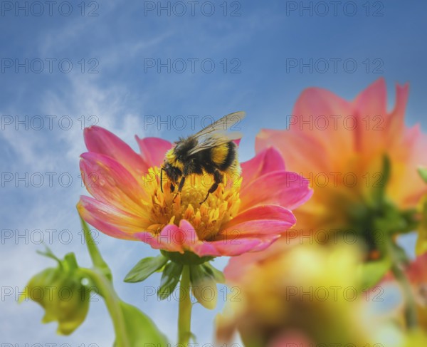 Macro of a bumblebee pollinating at a dahlia flower