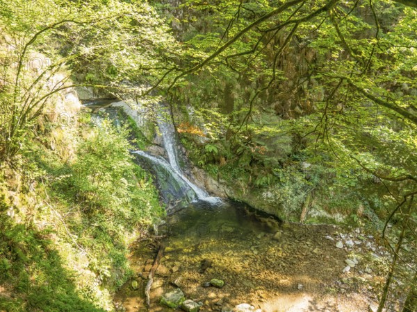 A waterfall flowing into a small river in the middle of a forest, surrounded by green foliage, Black Forest, Bade-Würtemberg, Germany, Europe