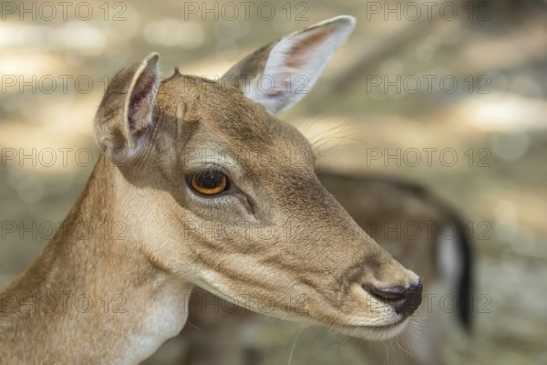 Close up Portrait of a Fawn Varna, Bulgaria, Europe