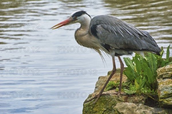 Heron on the Bank of the River Amsterdam, Netherlands